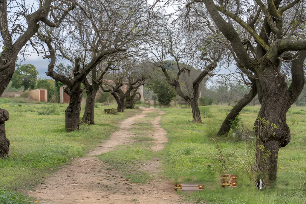 Era de pinyol 5.webp