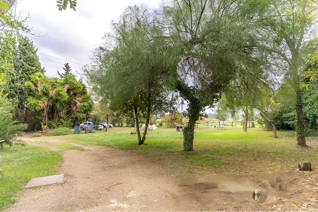 Era de pinyol 41.webp