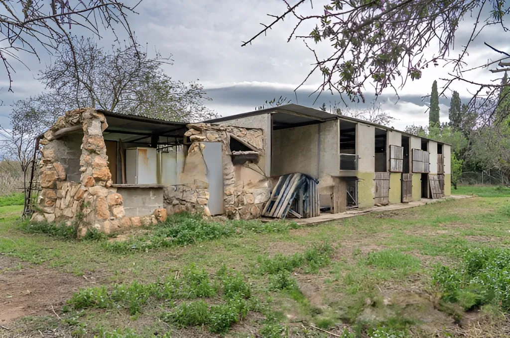 Era de pinyol 8.webp