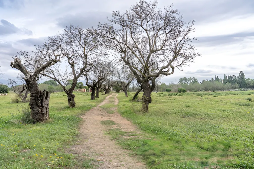 Era de pinyol 49.webp