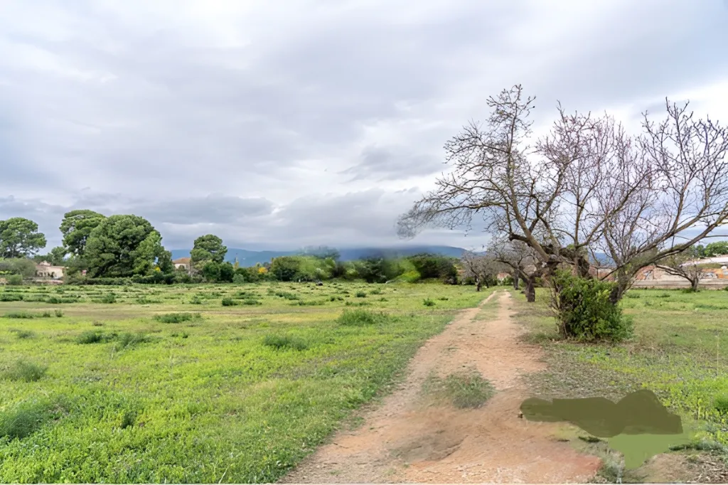 Era de pinyol 42.webp