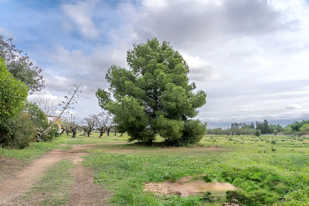 Era de pinyol 38.webp