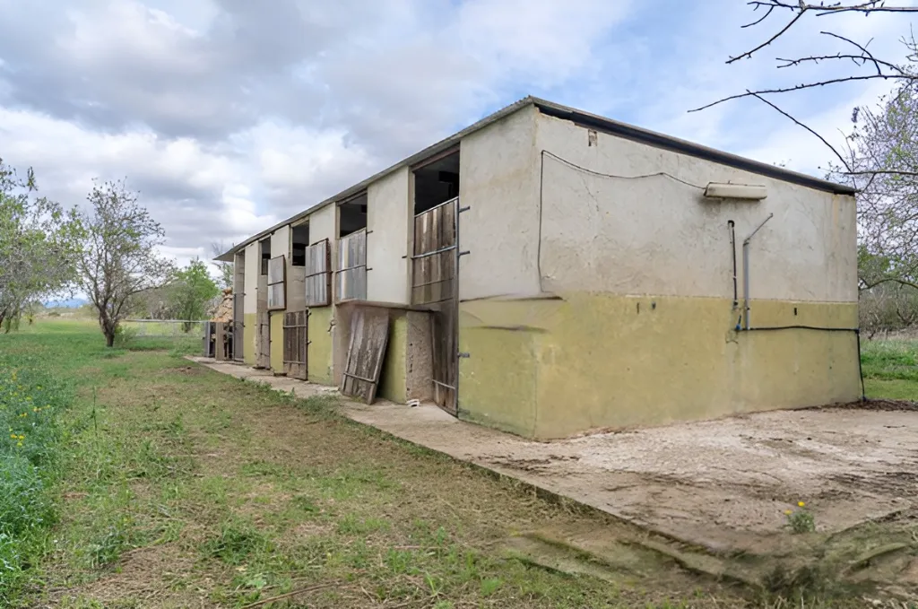 Era de pinyol 9.webp