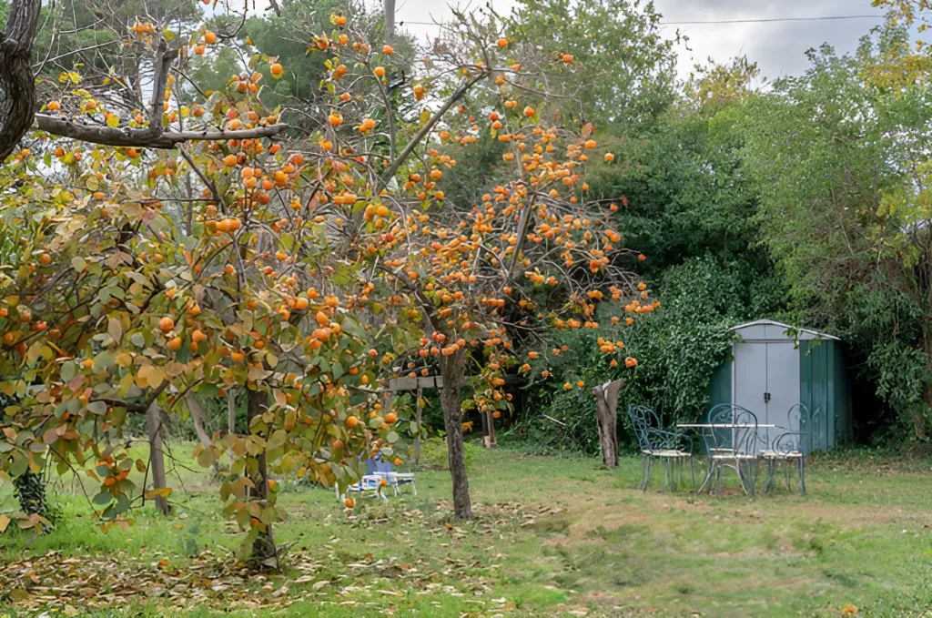 Era de pinyol 40.webp