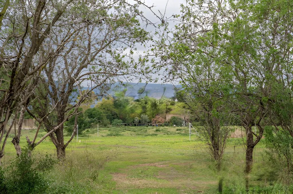 Era de pinyol 39.webp